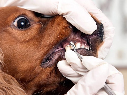 115807429-dog-oral-health-and-care-632x4751