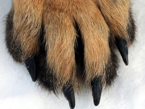 144955358-winter-dog-paw-care-632x475