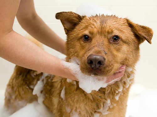 146067791-how-to-dog-bath-632x475