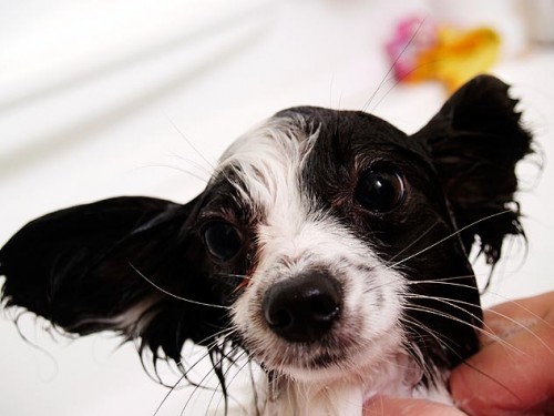 94927548-1185-give-dog-bath-632x475