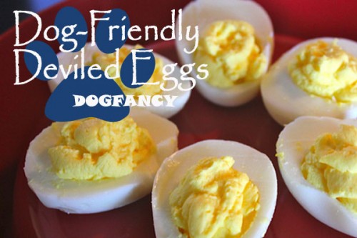 dogs-eggs