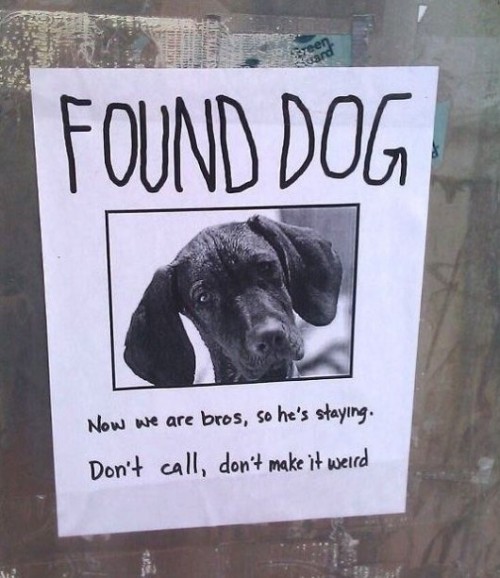 found-dog