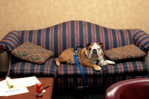 office-bulldog