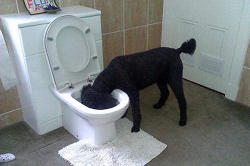 poodle-toilet