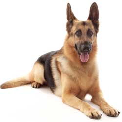 germanshepherd