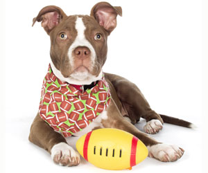 pitbull-football
