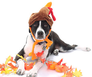 thanksgivingdog